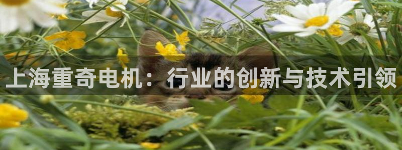 威九国际78m域名